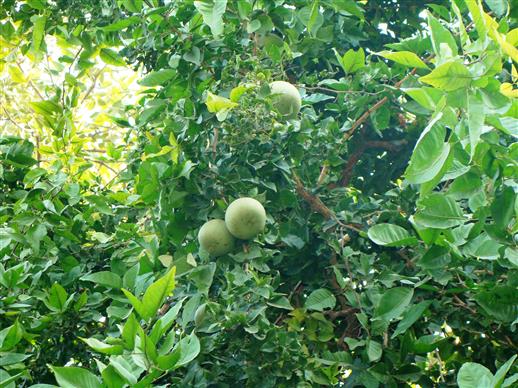 Aegle marmelos